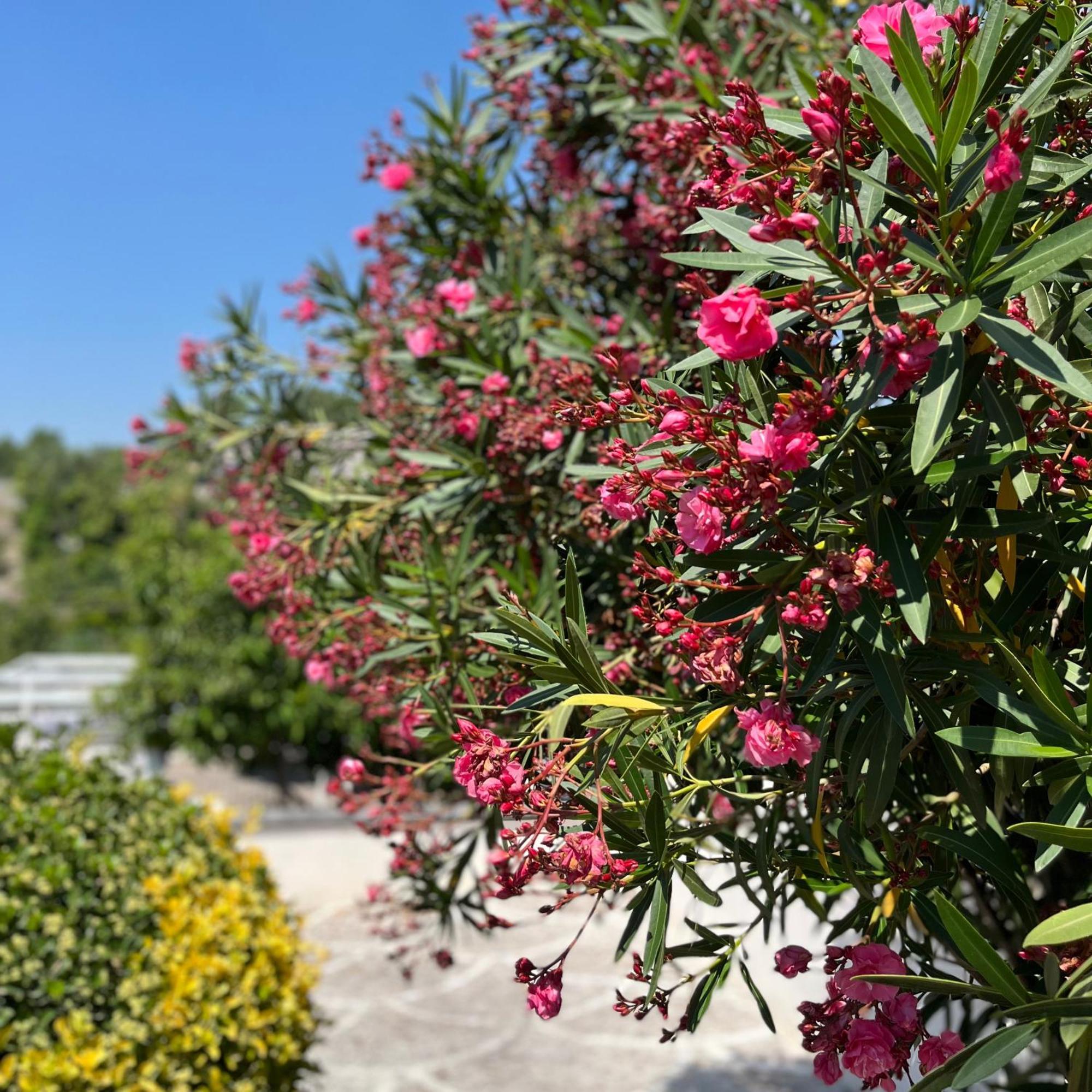 Villa Manzo Relais -Pompei Vesuvius Boscotrecase Екстер'єр фото
